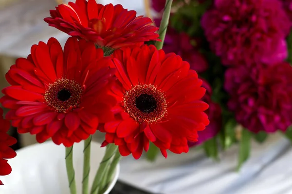 Bellissima Gerbera Rossa Primo Piano Bouquet Bouquet Gerbere Primaverili Colore — Foto Stock