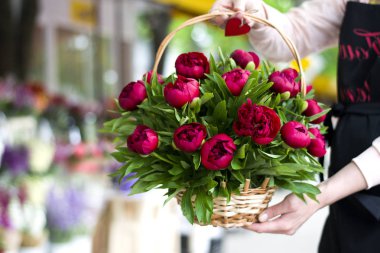 Kapalı bir vazoda üç koyu pembe peonies çiçekler. Bahar çiçekleri. Güzel peonies bir buket. Çiçek butik satıcı elinde peonies sepetle.