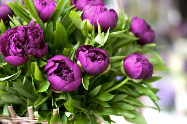 Three dark pink peonies flowers in a vase indoors. Spring flowers. Beautiful peonies in a bouquet.