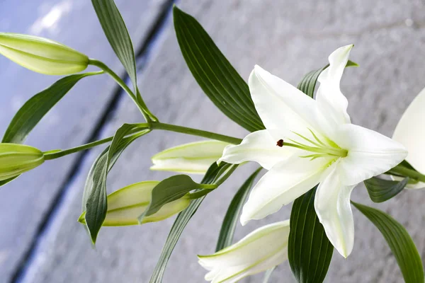 Beautiful Lilies Close Bouquet Little White Lily Close — Stock Photo, Image