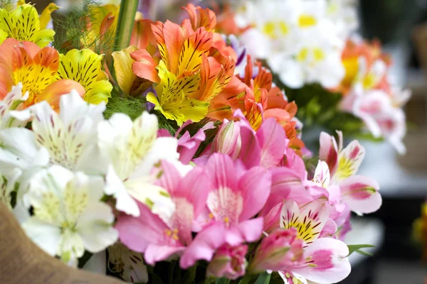 Coloridas Flores Alstroemeria Gran Ramo Alstroemerias Multicolores Floristería Venden Forma —  Fotos de Stock