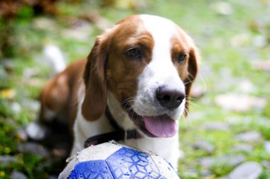 Mutlu kızıl saçlı Beagle köpek, çim üzerinde yalan bir top ile. Yakın çekim köpektir.
