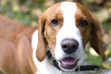 Mutlu kızıl saçlı Beagle köpek, çim üzerinde yalan bir top ile. Yakın çekim köpektir.