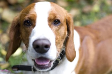 Mutlu kızıl saçlı Beagle köpek, çim üzerinde yalan bir top ile. Yakın çekim köpektir.