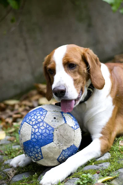 Happy red-haired Beagle dog, with a ball lying on the grass. The dog is close-up.