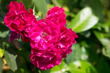 Arka plan yeşil yaprakların üzerinde pembe güller.