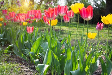 Kırmızı ve sarı laleler. Bir park arka plan üzerinde kırmızı ve sarı lale bir alan.
