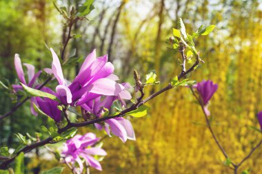 Bir dalda pembe manolya. Pembe manolya çiçeğinin yakın çekim.