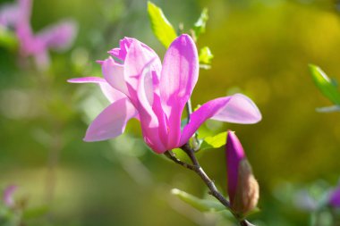 Bir dalda pembe manolya. Pembe manolya çiçeğinin yakın çekim.