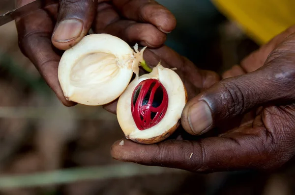 Hombre Negro Abriendo Una Semilla Nuez Moscada Zanzíbar Granja Tanzania Imágenes De Stock Sin Royalties Gratis