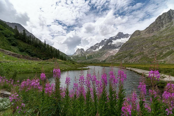 Vista Las Flores Rosadas Val Veny Courmayeur Valle Aosta Italia Imágenes De Stock Sin Royalties Gratis