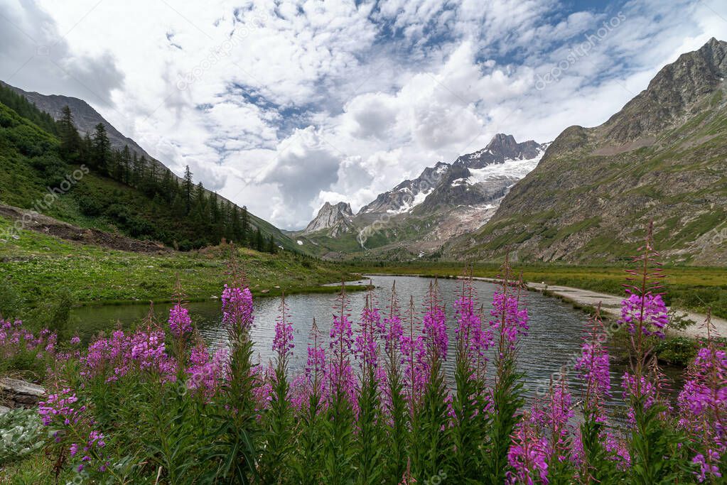 View of the pink flowers Val Veny - Courmayeur - Valle d'Aosta - Italy