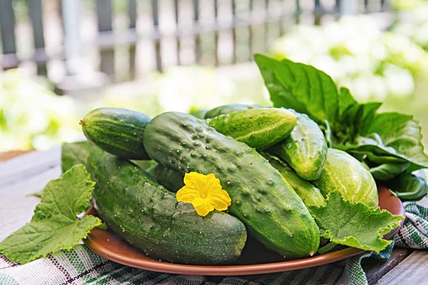 Pepinos Frescos Del Jardín Sobre Mesa Jardín Verano — Foto de Stock