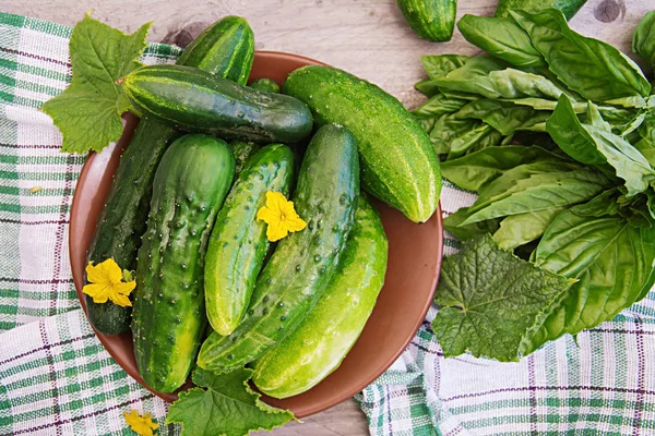 Frische Gurken Aus Dem Garten Auf Dem Tisch Sommergarten Ansicht — Stockfoto