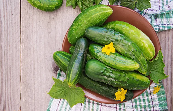 Frische Gurken Aus Dem Garten Auf Dem Tisch Sommergarten Ansicht — Stockfoto