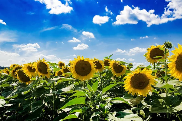 Alan Ayçiçeği Mavi Gökyüzü Ile Güzel Manzara — Stok fotoğraf