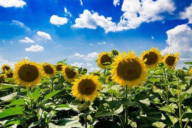 Alan ayçiçeği mavi gökyüzü ile. Güzel manzara