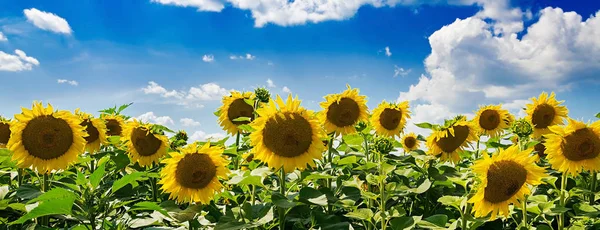 田野与向日葵对蓝天 美丽的风景 — 图库照片