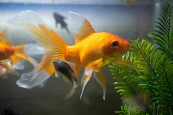 orange fish in fish tank