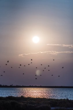 Gökyüzüne karşı Kuşlar uçar