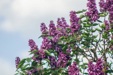 Eflatun çiçekli bahar