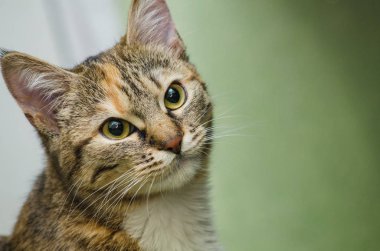 sevimli genç güzel kedi