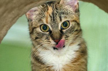 Komik genç kedi yalama