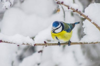 Karla kaplı dallar Park baştankara oturur