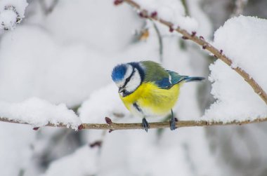 Karla kaplı dallar Park baştankara oturur