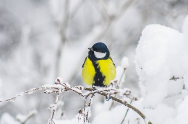 Karla kaplı dallar Park baştankara oturur