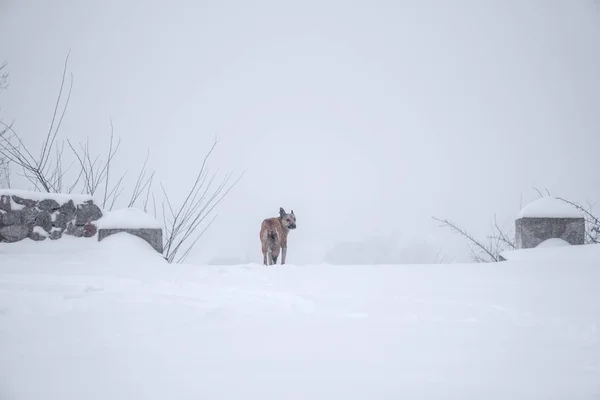 Obdachloser Hund Schnee — Stockfoto