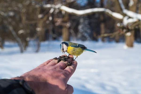 Tit eats seeds from the hand