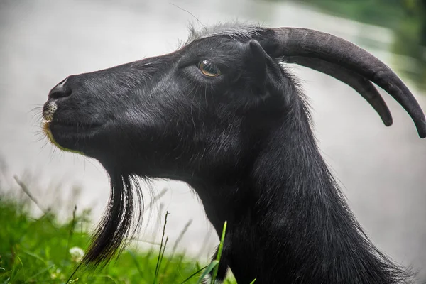 Czarnej Kozy Jedzą Trawę — Zdjęcie stockowe