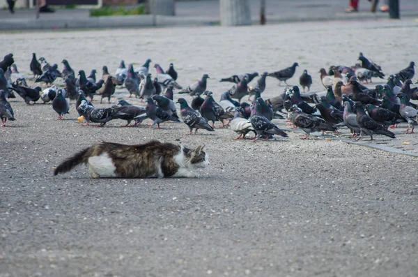 Cat Hunts Pigeons — Stock Photo, Image