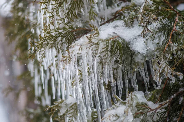 Icicles on the branches of a tree in a strong frost