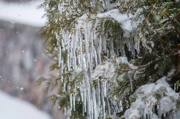 Icicles on the branches of a tree in a strong frost