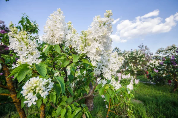 Flowering Lilac Spring — Stock Photo, Image