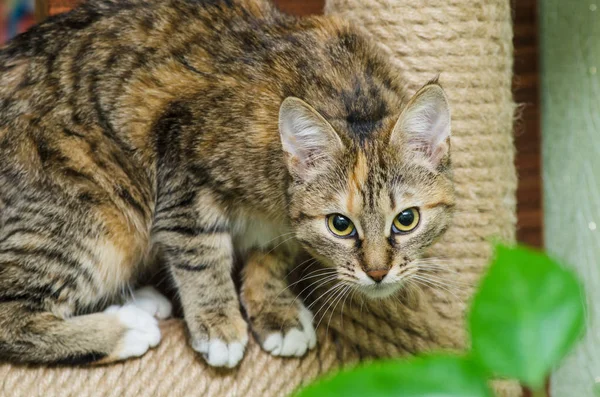 Sevimli genç güzel kedi — Stok fotoğraf