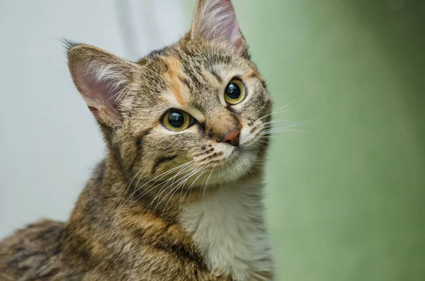 Sevimli genç güzel kedi — Stok fotoğraf