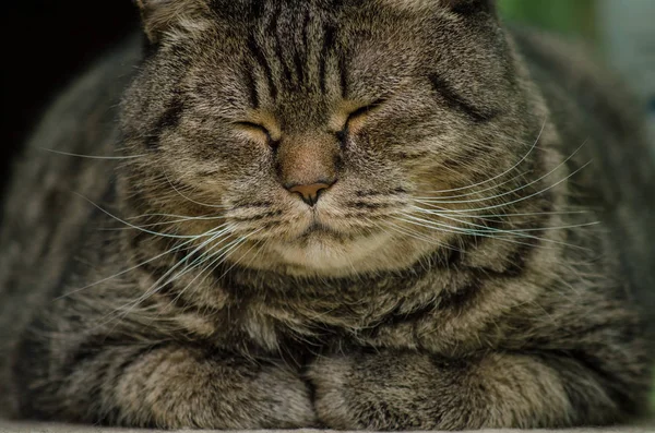 Kedi Gözlerini Kapatma Oturur — Stok fotoğraf