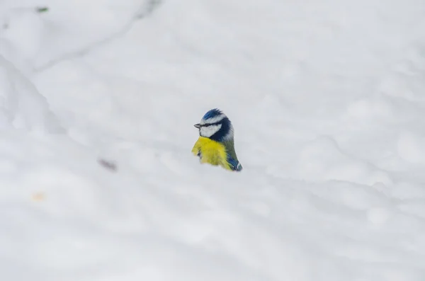 Curioso Titmouse Mirar Fuera Una Deriva Nieve —  Fotos de Stock