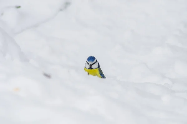 Lustiger Meisenblick Aus Einer Schneewehe — Stockfoto