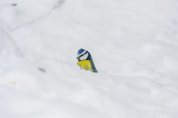 Vicces Titmouse Néz Egy Hófúvás — Stock Fotó