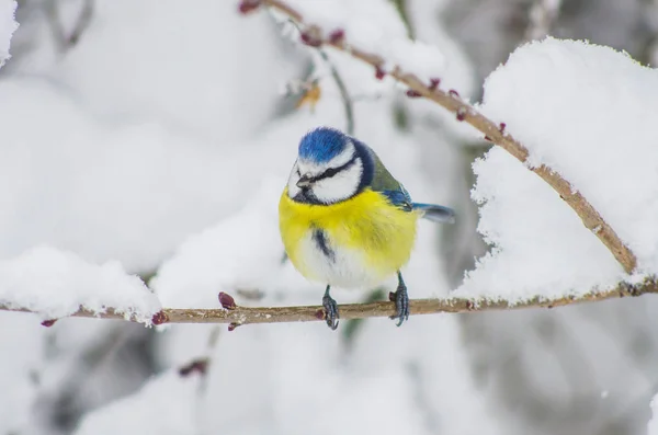 Titmouse Senta Ramos Cobertos Neve Parque — Fotografia de Stock