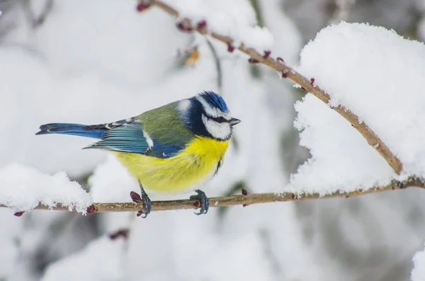 Mees Zit Sneeuw Bedekte Takken Het Park — Stockfoto