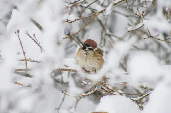 Gorrión Sienta Las Ramas Cubiertas Nieve Parque —  Fotos de Stock