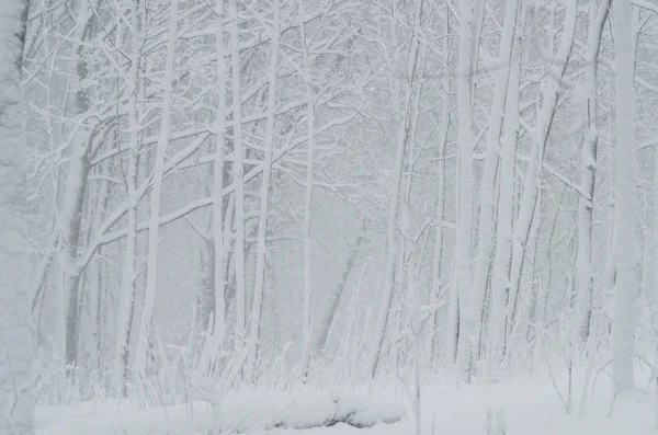 White forest after snowfall