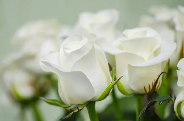 Zwei Schöne Weiße Rosen — Stockfoto