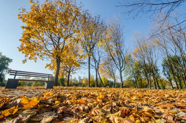 Parque Otoño Con Hojas Caídas —  Fotos de Stock