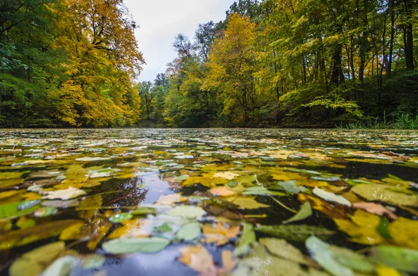 Őszi levelek, a víz felszínén, a tó, a Park — Stock Fotó